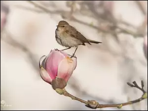 Pąk, Ptak, Kwiat, Magnolia
