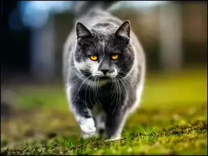 Miodowe oczy kota stąpającego delikatnie po trawie