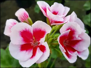 Pelargonia, Biało, Czerwona
