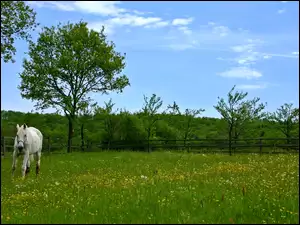 Biały koń pasący się na ogrodzonej kwiatowej łące