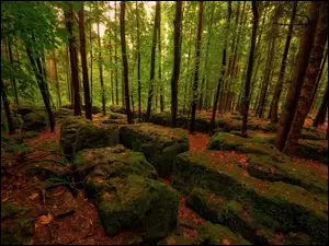Omszałe kamienie między drzewami w lesie