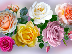 Grafika, Kwiaty, Róże, Kolorowe