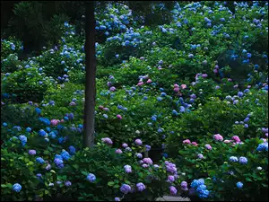 Parkowe krzewy z kwiatami