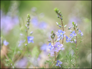 Kwiaty, Przetacznik, ZbliĹźenie, Niebieskie