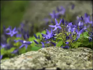 Kamień, Fioletowe, Kwiaty