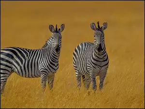 Dwie zebry na sawannie