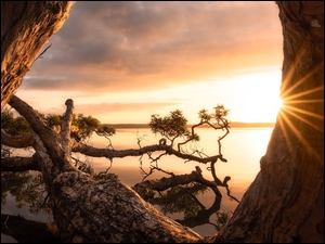 Drzewa nad australijskim jeziorem Weyba Lake w promieniach słońca