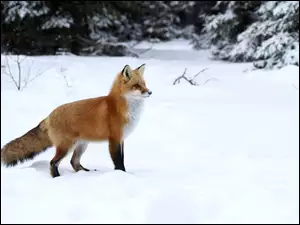 Lis wyszedł z lasu na zimowe polowanie