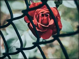 Siatka ogrodzeniowa, Czerwona, Róża, Metalowa