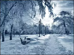 Park, Ławki, Śnieg, Zima, Drzewa