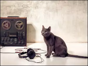 Kot rosyjski przy słuchawkach i magnetofonie