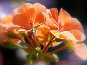 Pelargonia, PomaraĹczowe, Kwiaty