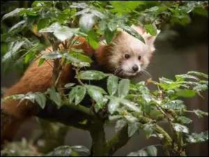 Pandka ruda, Czerwona, Panda, Drzewo