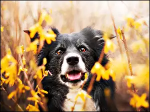 Pies wśród kwiatów forsycji