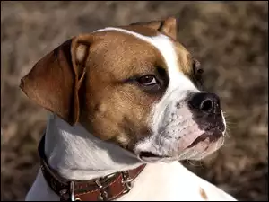 Pies rasy Bokser i jego profil