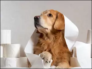 Pies Golden retriever bawi się pepierem toaletowym