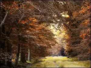 Ścieżka wśród jesiennych drzew i pożółkłej trawy