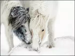 Śnieg, Dwa, Konie, Zima