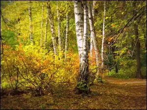 Brzozy w kolorowym jesiennym lesie