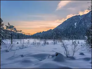 Zimowy górski krajobraz porośnięty drzewami