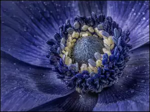 Makro niebieski kwiat