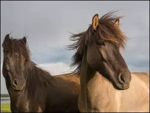 Portret dwóch koni