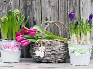 Krokusy i hiacynty w wiaderkach koło koszyka z tulipanami