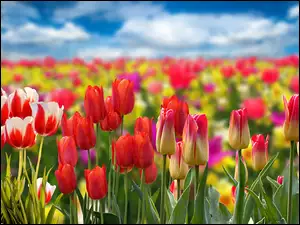 Graficzne niebo z kolorowymi tulipanami