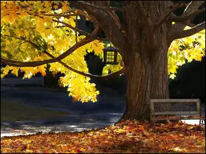 Jesień, Drzewo, Ławka