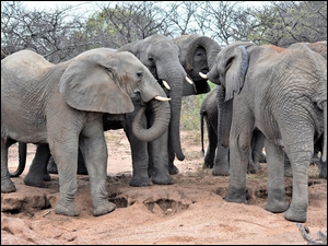 Stado słoni