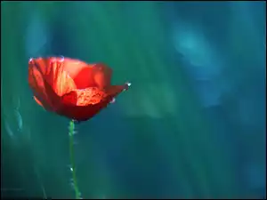 Kwiat, Czerwony, Mak