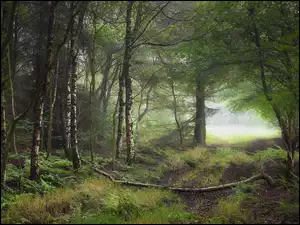 Brzozy i paprocie w leśnym zagajniku
