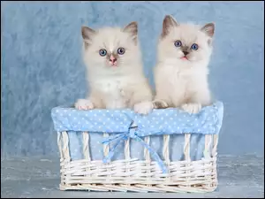 Dwa małe kotki ragdoll w koszyku