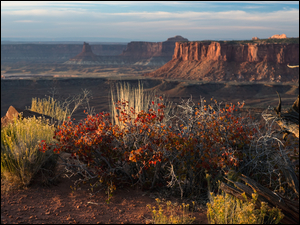 Park Narodowy Canyonlands, Skały, Stany Zjednoczone, Kanion, Stan Utah, Rośliny, Krzewy