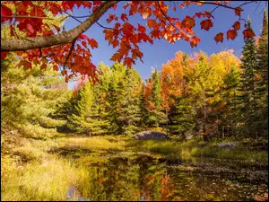 krajobraz jesieni nad rzeką z drzewami