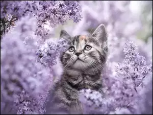 Bez, Kot, Kwiaty