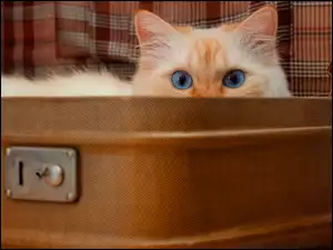Niebieskooki rudawy kot w walizce