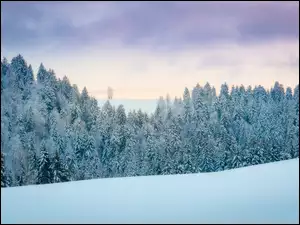 Wzgórze, Zima, Drzewa