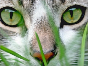 ZbliĹźenie, Oczy, Maine coon, Kot, Zielone