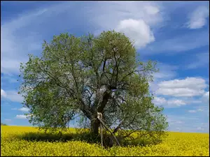 Drzewo na poru porośniętym żółtymi kwiatami