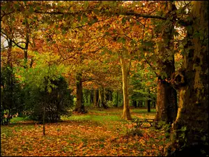 jesienny kolorowy las