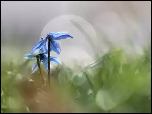 Niebieskie kwiaty cebulicy syberyjskiej w rozmytej trawie