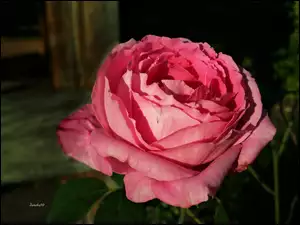 Róża, Kwiat, Różowa, Rozwinięta