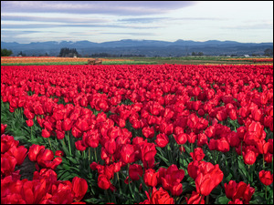 Tulipany, Plantacja, Czerwone, Kwiaty, Pole