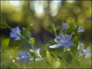 Niebieskie kwiaty na rozmytym tle