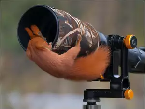 Ruda wiewiórka zagląda w obiektyw aparatu