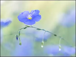 Kwiat niebieskiego lnu w zbliżeniu