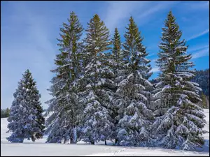 Ośnieżone sosny w śniegu