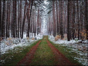 Trawiasta ścieżka przez zaśnieżony las