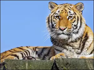 Tygrys syberyjski leżący na deskach
